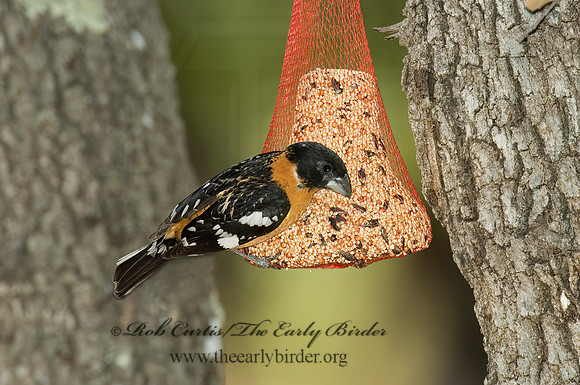 Pheucticus melanocephalus  BLACK HEADED GROSBEAK 5006099z