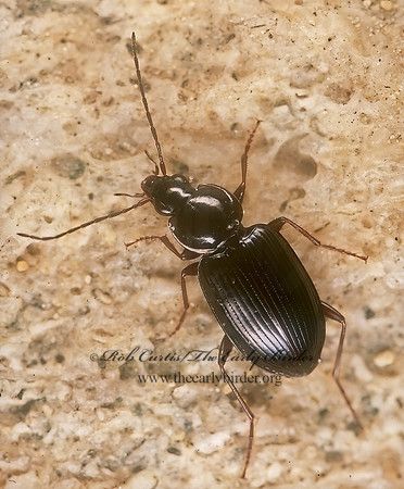 Agonum (Olisares) punctiforme group 200123 z