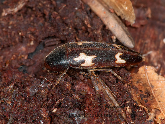 Dircaea liturata  MELANDRYID BEETLE 3014298z