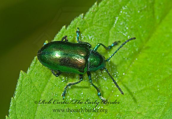 Chrysochus auratus 4003347z