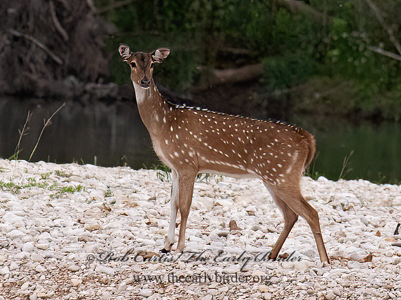Axis axis  AXIS DEER 6040682z