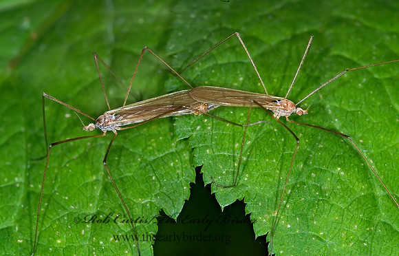 Dicranoptycha  LIMONIID CRANE FLY 6006871 spz