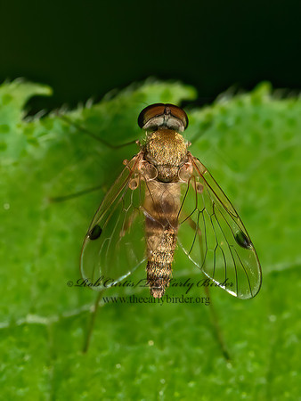 Chrysopilus modestus  SNIPE FLY 3015378z