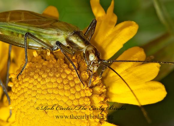 Oecanthus forbesi or nigricornis  TREE CRICKET 5001117z