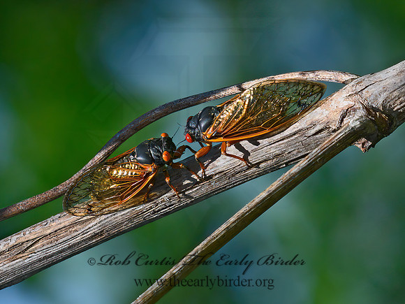 Magicicada cassinii  CASSIN'S PERIODICAL CICADA 3021364z