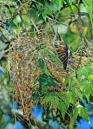 Pachyramphus aglaiae  ROSE-THROATED BECARD 95002z