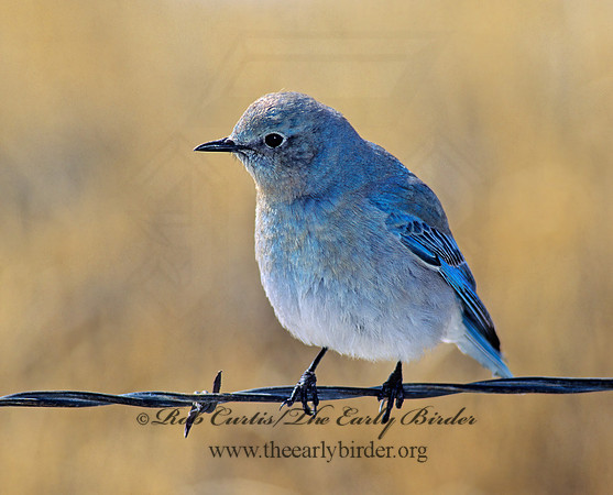 Sialia currucoides  MOUNTAIN BLUEBIRD  119912z