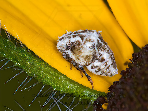 Acanalonia bivittata 6008785z