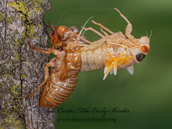Magicicada PERIODICAL CICADA 9088392 z