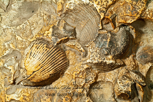 FOSSIL CLAM  4002442z