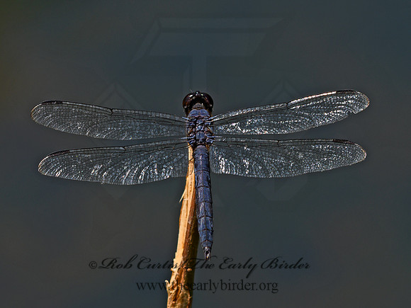 Libellula incesta SLATY SKIMMER 1304841