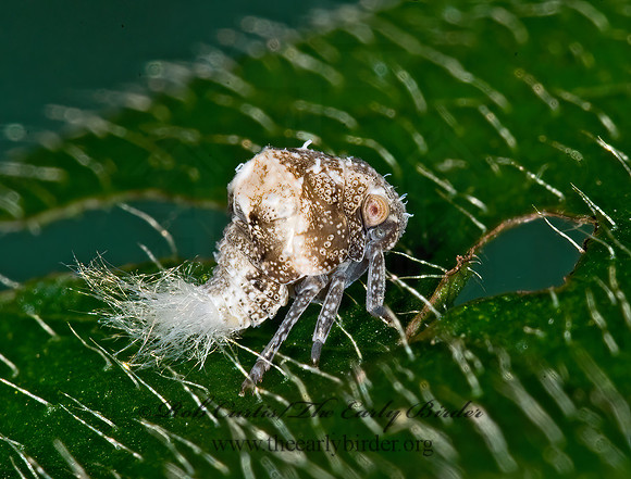 Acanalonia bivittata 6008051z