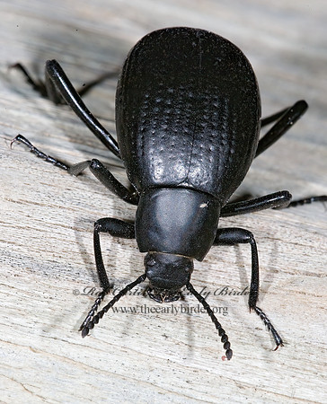 Eleodes goryi  TENEBRIONINAE DARKLING BEETLE 6024262z