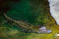 Alligator sinensis CHINESE ALLIGATOR