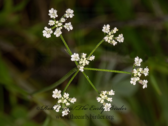 Torilis arvensis  COMMON HEDGE PARSLEY 3034796z