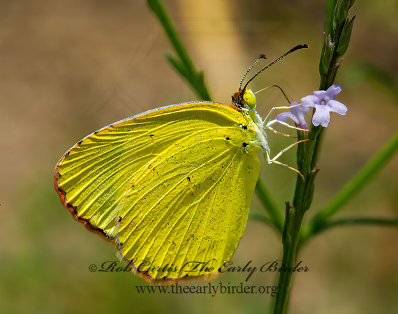 Pyrisitia lisa  LITTLE YELLOW 6024129z