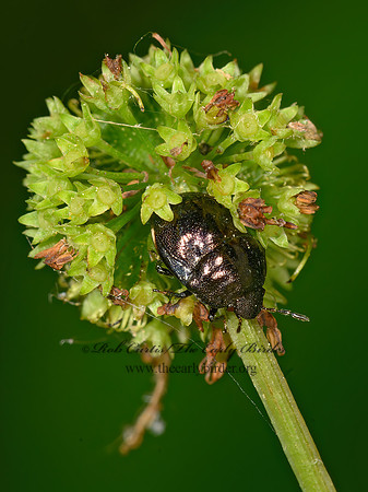 Thyreocoridae  EBONY BUG 3021329z