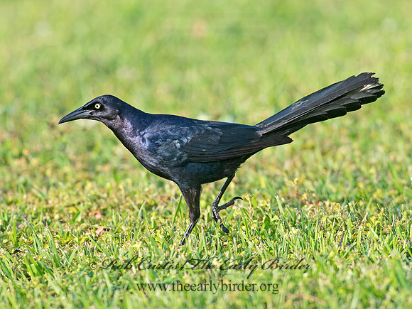 Quiscalus mexicanus  GREAT-TAILED GRACKLE 6038164z