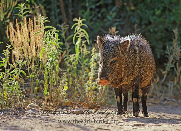 Tayassu angulatus  JAVELINA 56822z