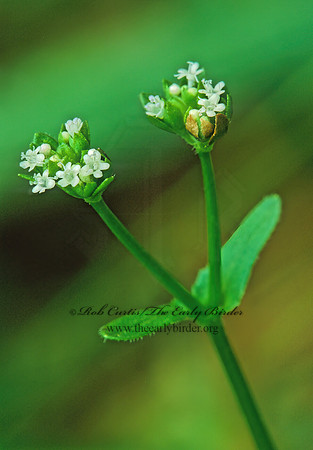 Valenianella woodsiana  WOOD'S CORN SALAD 187902z