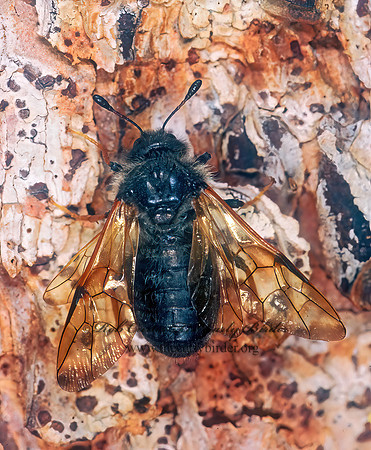 Trichiosoma triangulum 242922z