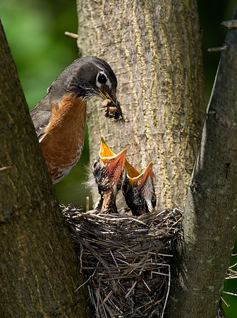 Turdus migratorius  AMERICAN ROBIN 6006189z