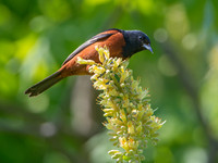 Icterus spurius ORCHARD ORIOLE 9044643z