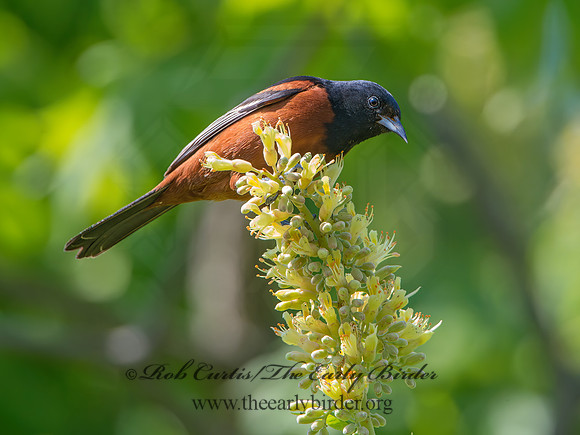 Icterus spurius  ORCHARD ORIOLE 9044643z