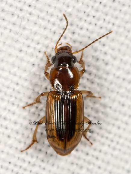 Stenolophus lecontei  LECONTE'S SEEDCORN BEETLE 3041696z