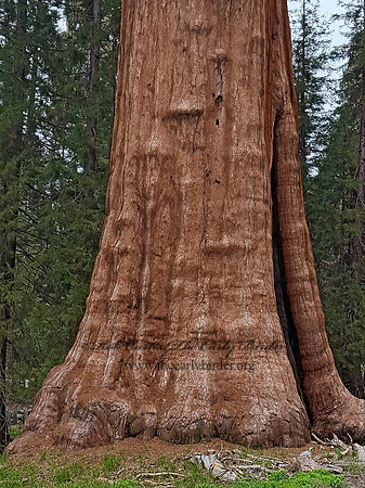 Sequoiadendron giganteum  GIANT SEQUOIA 2000807z