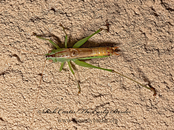 Conocephalus strictus  STRAIGHT-LANCED MEADOW GRASSHOPPER 3023165z