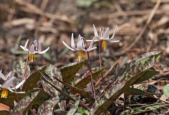 Erythronium albidium  WHITE TROUT LILY 7014329z