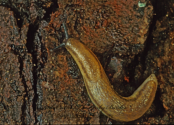 Arion fasciatus 117029z