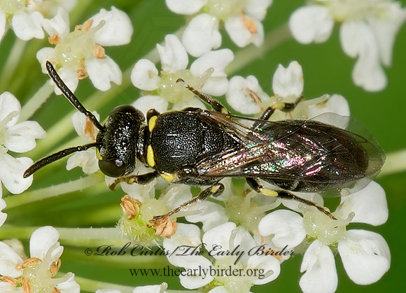 Hylaeus (Prosopis) modestus 9013433-1z