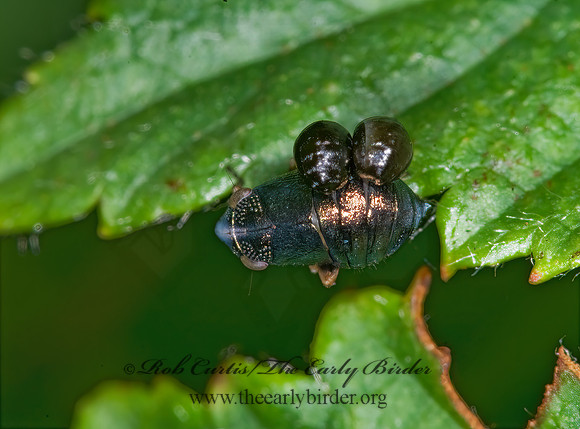 Bruchomorpha oculata 6013919z