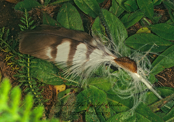 Arion subfuscus 177612z