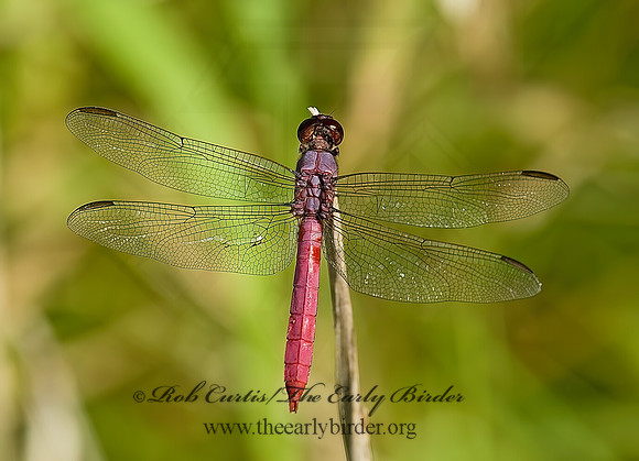 Orthemis ferruginea 7005437z