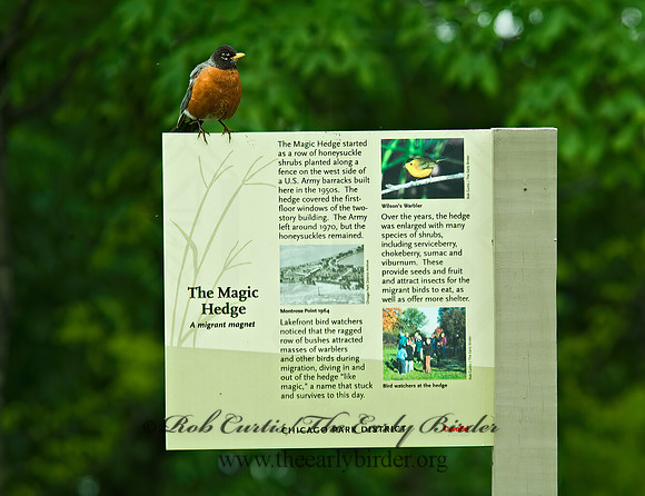 Turdus migratorius  AMERICAN ROBIN 4001060z