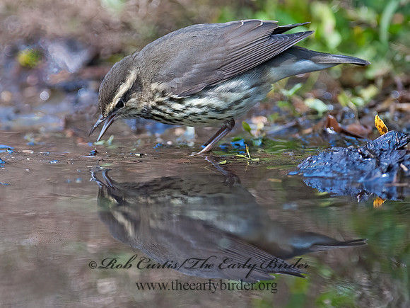 Parkesia noveboracensis  NORTHERN WATERTHRUSH 8029239z