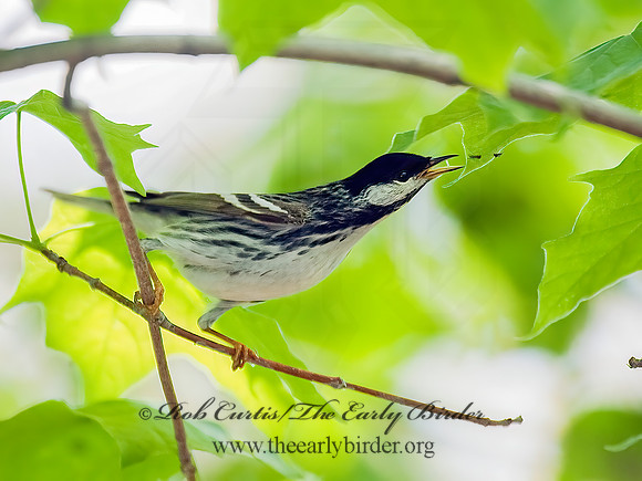 Setophaga striata  BLACKPOLL WARBLER 8022376z
