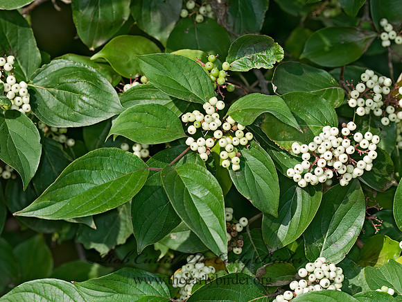 Cornus racemosa  GRAY DOGWOOD 7015041z