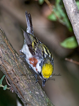 Setophaga pennsylvanica  CHESTNUT-SIDED WARBLER 6006244z