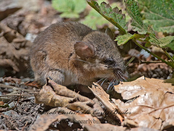 Peromyscus  DEER MOUSE 9058997 z