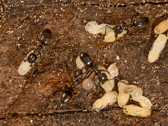 Tapinoma sessile ODOROUS HOUSE ANT 9079802z