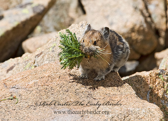 Ochotona princeps  AMERICAN PIKA 7010514z