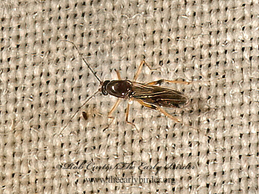Clinohelea  BITING MIDGE 9050294z