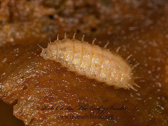 Fannia  FANNIID FLY 9041803z
