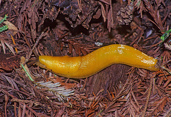 Ariolimax columbianus  BANANA SLUG 129032.z