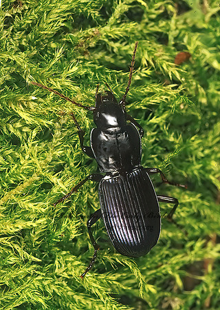 Pterostichus (Hypherpes) 150613z