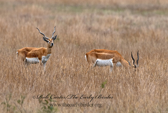 Antilope cervicapra  INDIAN ANTELOPE 3031751z